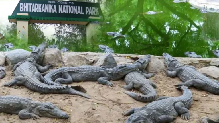 ଅଗଷ୍ଟ ୧ ତାରିଖରୁ ଖୋଲିବ ଭିତରକନିକା