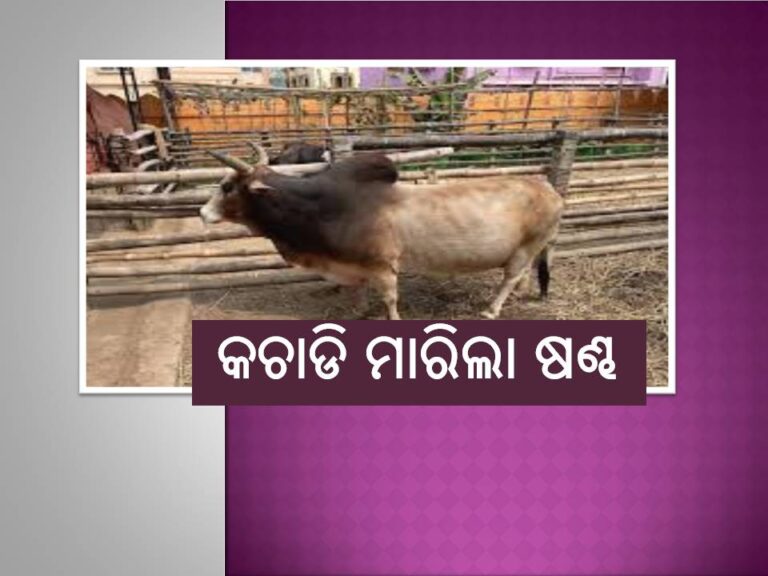 ଗୋଡାଇ ଗୋଡାଇ କଚାଡି ମାରିଲା ଷଣ୍ଢ