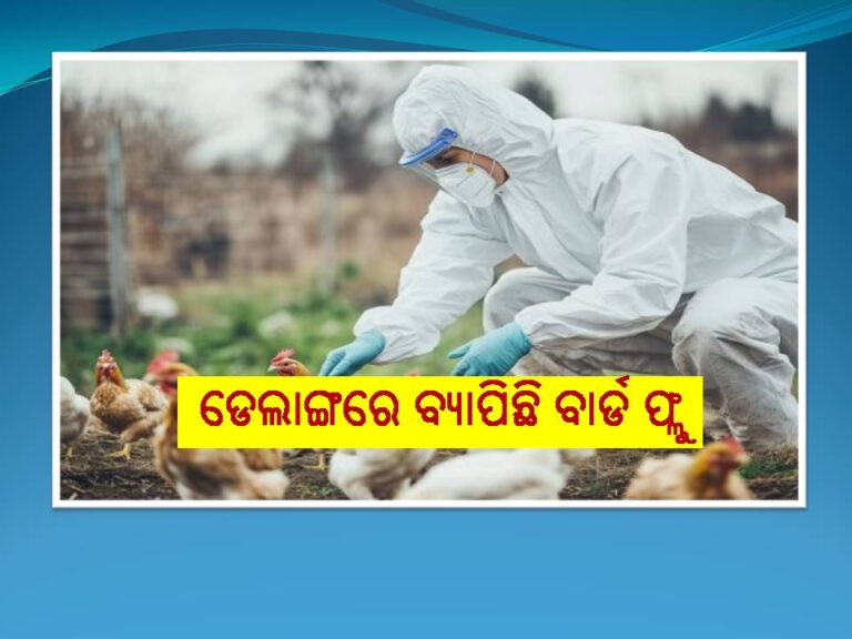 ଡେଲାଙ୍ଗରେ ବ୍ୟାପିଛି ବାର୍ଡ ଫ୍ଲୁ