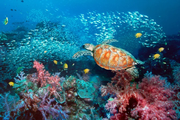 ସାମୁଦ୍ରିକ ପରିସଂସ୍ଥାରେ ପରିବର୍ତ୍ତନ