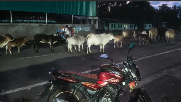 ଗାଈଗୋରୁଙ୍କ କବ୍‌ଜାରେ କଲ୍ୟାଣସିଂହପୁର ବଜାର