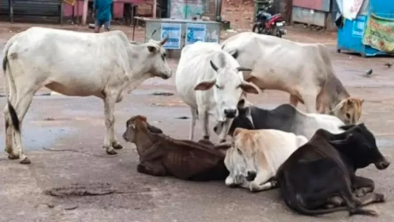 ଆରମ୍ଭ ହେବ ରାଜପଥରୁ ଗୋରୁ ଉଚ୍ଛେଦ ଅଭିଯାନ