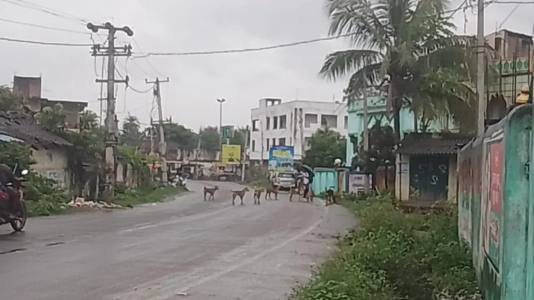 କୋକସରା ସ୍କୁଲ ପିଲାଙ୍କ ଡର, ରାଜରାସ୍ତାର ବୁଲା କୁକୁର