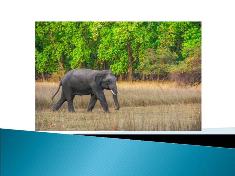 ଘରେ ପଶି ବୃଦ୍ଧଙ୍କୁ ମାରିଲା ହାତୀ