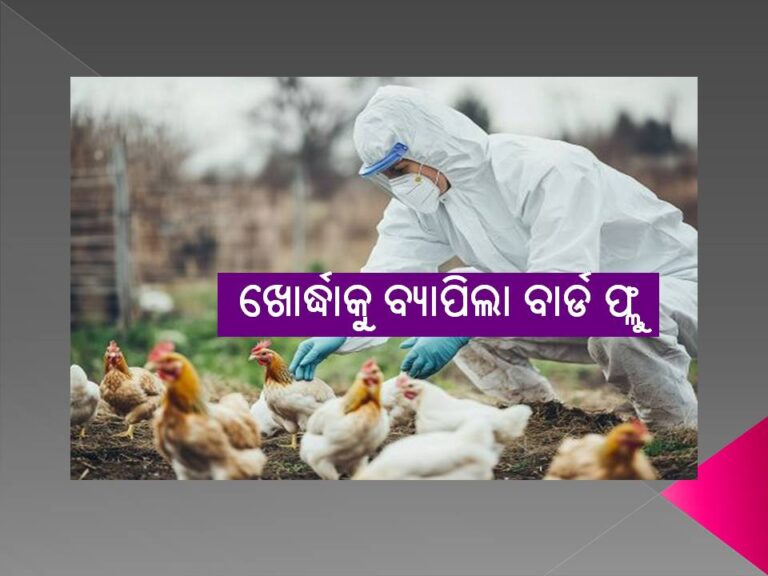 ଖୋର୍ଦ୍ଧାକୁ ବ୍ୟାପିଲା ବାର୍ଡ ଫ୍ଲୁ