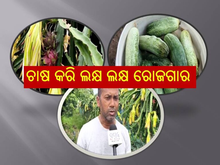 ଚାଷ କରି ଭଲ ସ୍ୱାବଲମ୍ବୀ ହେଲେ ଯୁବକ