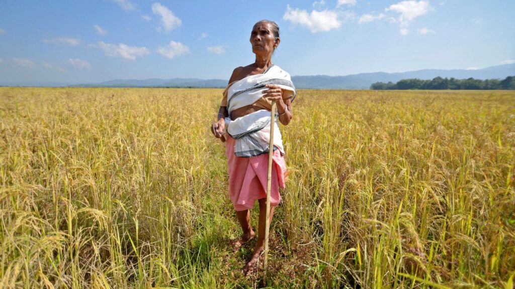 ସାରର ଉତ୍କଟ ଅଭାବ, ଚାଷୀକୂଳ ହତାଶ