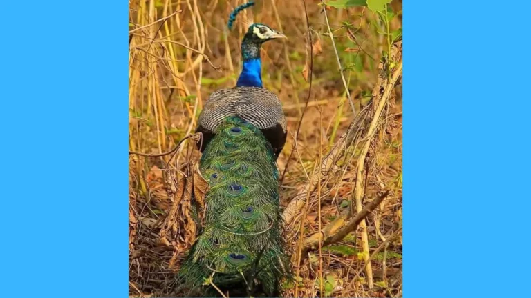 ବିପଦରେ ଜାତୀୟ ପକ୍ଷୀ: ସଂରକ୍ଷଣ ଓ ସୁରକ୍ଷା ଦାବି କଲେ ପ୍ରକୃତିବନ୍ଧୁ