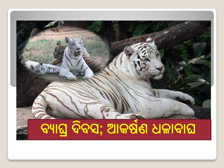 ଆଜି ଅନ୍ତର୍ଜାତୀୟ ବ୍ୟାଘ୍ର ଦିବସ; ନନ୍ଦନକାନନର ଆକର୍ଷଣ ଧଳାବାଘ