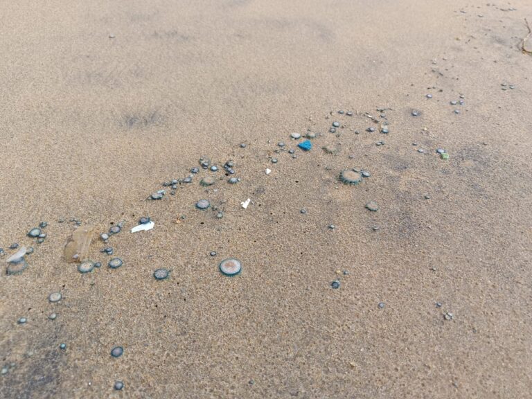 ରାମଚଣ୍ଡୀ ମୁହାଣରେ ଜେଲିଫିସ୍‌ଙ୍କ ମୃତଦେହ