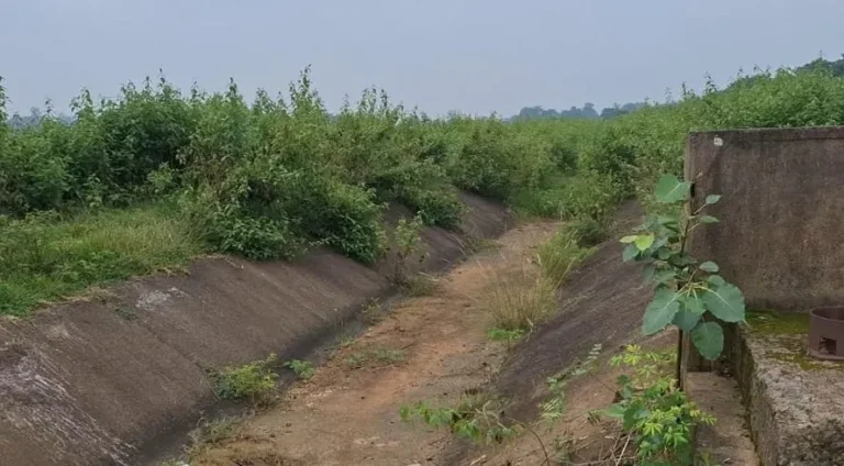 କେନାଲରେ ଆସୁନି ପାଣି, ଚିନ୍ତାରେ ଚାଷୀ