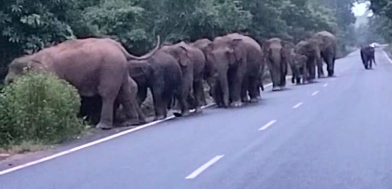 ହାତୀଙ୍କ ପାଇଁ ଘର ତିଆରିବେ ସରକାର