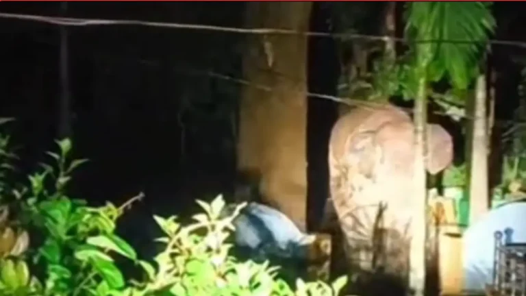 ଦନ୍ତା ଆକ୍ରମଣରେ ଦମ୍ପତି ମୃତ