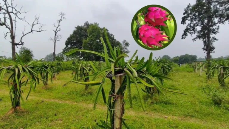 ସାହାରପଡ଼ା ମାଟିରେ ବିଦେଶୀ ଫଳ, ଚର୍ଚ୍ଚାର ବିଷୟ ପାଲଟିଛି ଡ୍ରାଗନ୍ ଫ୍ରୁଟ୍ସ