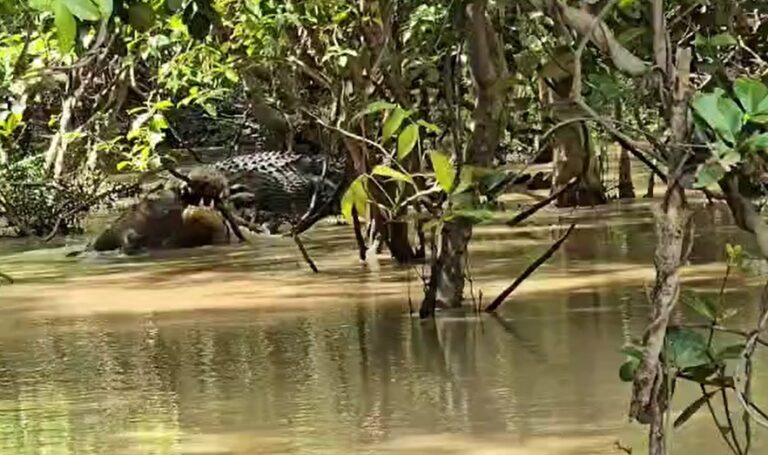 ବଉଳା କୁମ୍ଭୀରର ବାରହା ଶିକାର