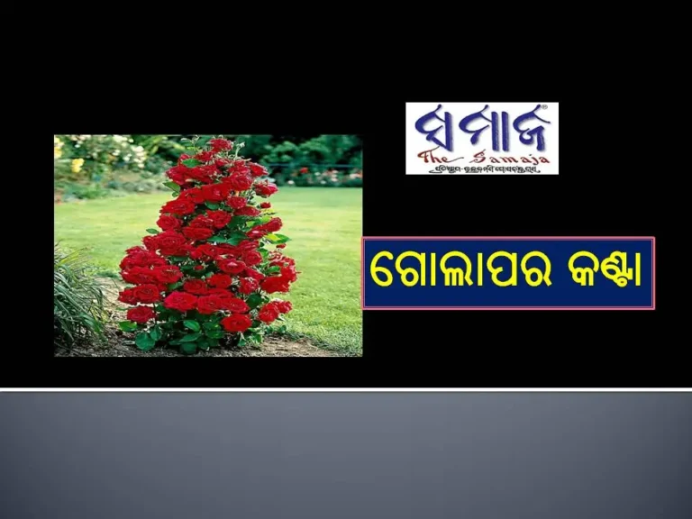 ଗୋଲାପର କଣ୍ଟା