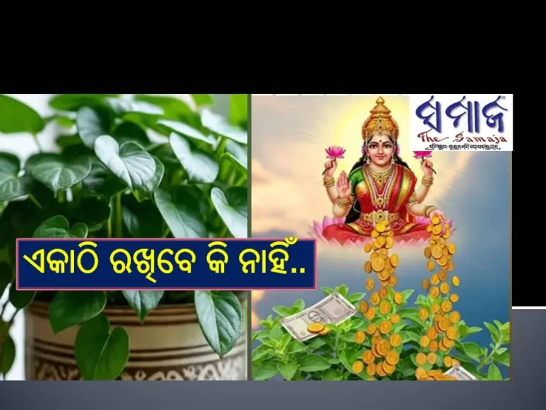 କ’ଣ କହେ ବାସ୍ତୁ : ତୁଳସୀ, ମନିପ୍ଲାଣ୍ଟକୁ ଏକାଠି ରଖିବେ କି ନାହିଁ..