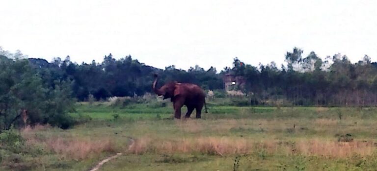 ବଢୁଛି ଜଙ୍ଗଲୀ ହାତୀଙ୍କ ଉତ୍ପାତ ; ଚାଷୀ ଭୟଭୀତ