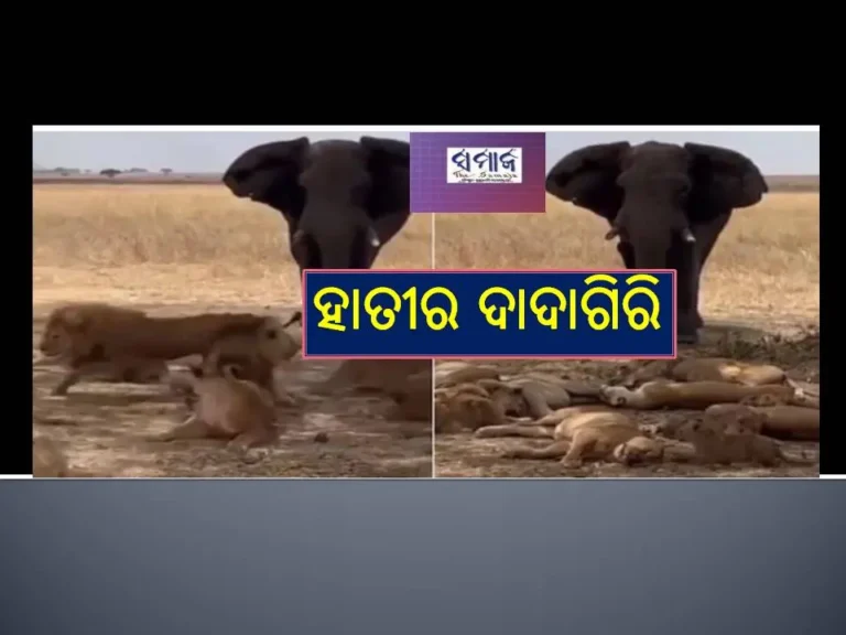 ଦେଖନ୍ତୁ ଭିଡିଓ ; ହାତୀର ଦାଦାଗିରି, ଦୌଡିଲେ ସିଂହ
