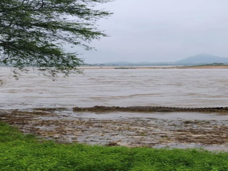 ବନ୍ୟା ପାଣିରେ ବୁଲୁଛି କୁମ୍ଭୀର, ଆତଙ୍କିତ ଲୋକେ