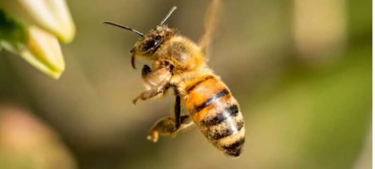 ମହୁମାଛି ଆକ୍ରମଣରେ ଗର୍ଭବତୀ ମହିଳା ଗୁରୁତର