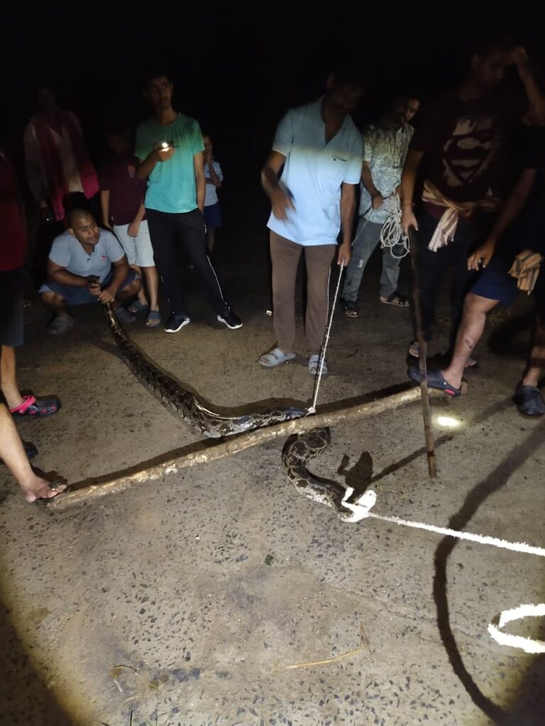 ଗ୍ରାମ୍ୟ ରାସ୍ତାରୁ ଅଜଗର ସାପ ଉଦ୍ଧାର