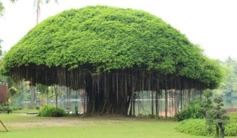 ଓଇଏସ୍ ପରିବେଶ ପୁରସ୍କାର ଘୋଷିତ