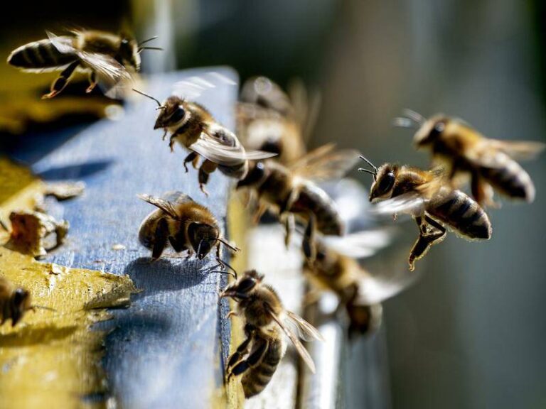 ମହୁମାଛି ଆକ୍ରମଣରେ ଜଣେ ମୃତ