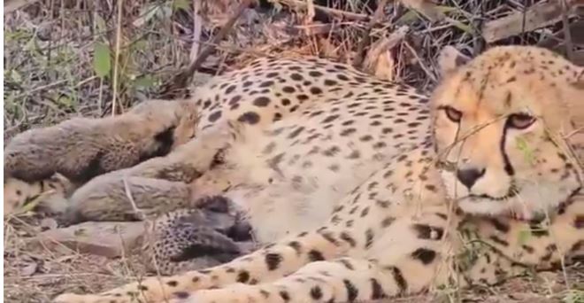 ବଢିଲା ଚିତା ବାଘଙ୍କ ସଂଖ୍ୟା: ୫ ଚିତା ଛୁଆ ଜନ୍ମ କଲା ବାଘୁଣୀ ମୁଖୀ