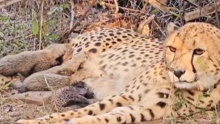 ଭାରତର ପ୍ରଥମ ଚିତା ମୁଖୀ ହେଲା ମା’, ୫ ଶାବକ ଜନ୍ମ