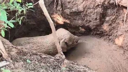 ପରିତ୍ୟକ୍ତ କୂଅରୁ ହାତୀ ଶାବକ ଉଦ୍ଧାର, ଫରେଷ୍ଟର ଗୁରୁତର