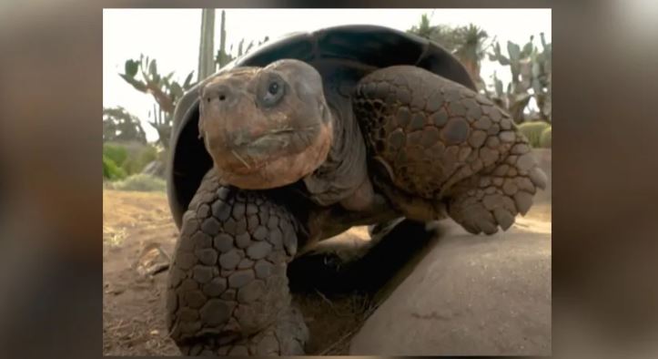 ଆରପାରିରେ ଆମେରିକାର  ବୟୋଜ୍ୟେଷ୍ଠ କଇଁଛ ଗ୍ରେମା