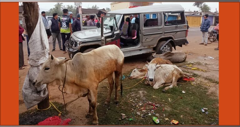 ଯାତ୍ରୀବାହୀ ବୋଲେରୋରେ ଗୋଚାଲାଣ: ୧୨ ଗୋରୁ ଉଦ୍ଧାର