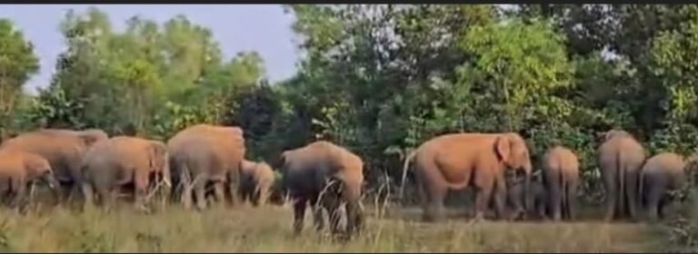 କଣ୍ଟିଆପଡାରେ ୩୨ ଟିକିଆ ହାତୀପଲ