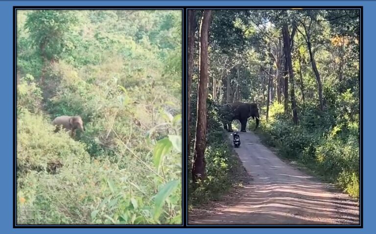 କଲ୍ୟାଣସିଂହପୁରରେ ୨୮ ଟିକିଆ ହାତୀପଲ, ଲୋକେ ଭୟଭୀତ
