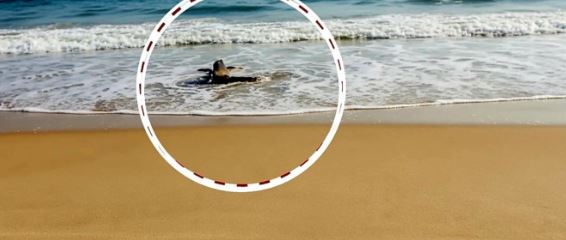 ଚନ୍ଦ୍ରଭାଗାରେ ବୁଲୁଛି କୁମ୍ଭୀର