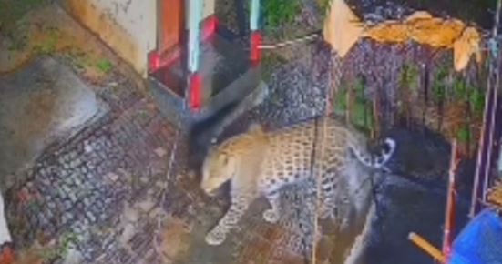 ନିଶ୍ଚିନ୍ତକୋଇଲିରେ ବୁଲୁଛି ବାଘ, ଆତଙ୍କିତ ଲୋକେ