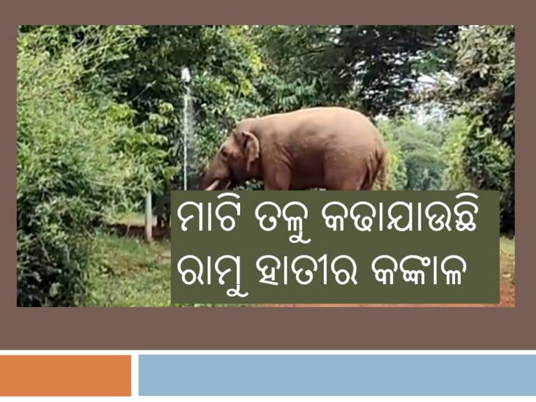 ମାଟି ତଳୁ କଢାଯାଉଛି ରାମୁ ହାତୀର କଙ୍କାଳ: ପ୍ରକୃତି ନିବାସରେ ସଂରକ୍ଷିତ ରହିବ