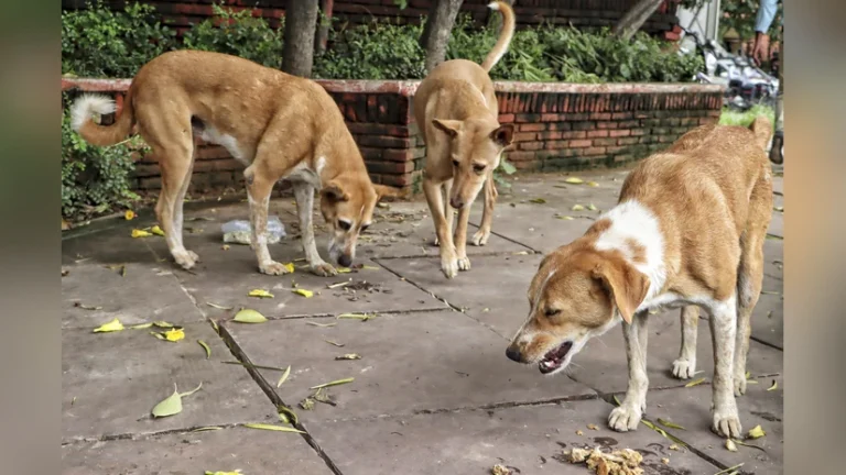 ଉଚ୍ଚ ଶିକ୍ଷାନୁଷ୍ଠାନକୁ ବୁଲା କୁକୁର ଓ ଗାଈ ଭୟ