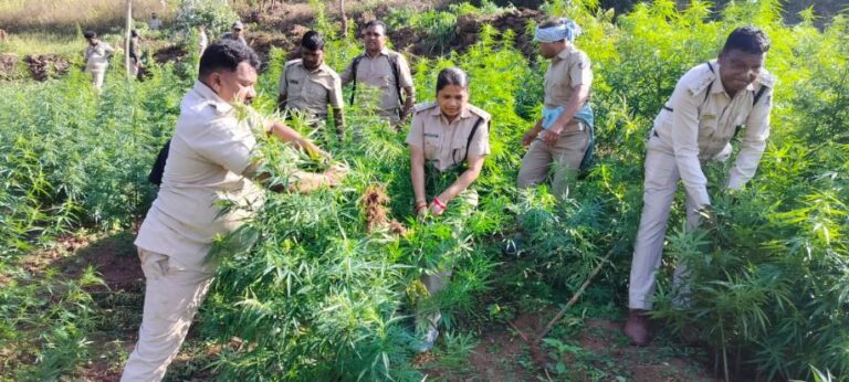 ବେଆଇନ ଗଞ୍ଜେଇ ଚାଷ ରୋକିବାରେ ଓଡିଶା ପୁଲିସ୍‌ର ଉଦ୍ୟମ