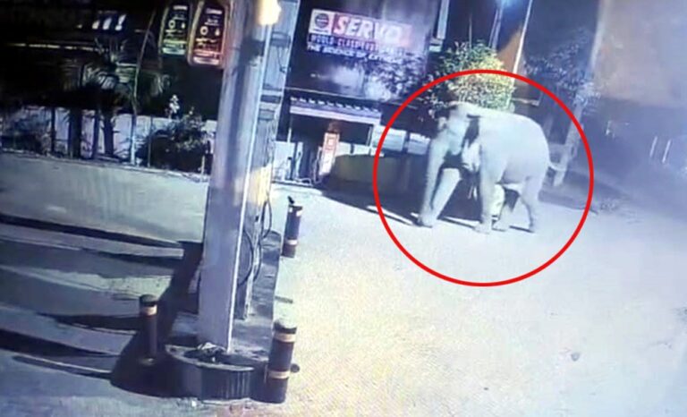 କୁଲଡିହା ଅଭୟାରଣ୍ୟରୁ ଗାଁକୁ ପଶିଆସିଲେ ହାତୀ ପଲ, ସିସିଟିଭିରେ ଦୃଶ୍ୟ କଏଦ, ଲୋକେ ଭୟଭୀତ