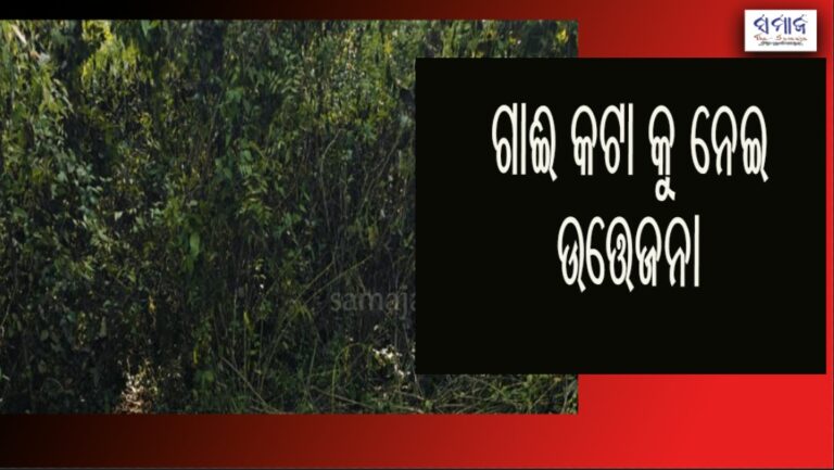 ଗାଈ କଟାକୁ ନେଇ ଉତ୍ତେଜନା- ମାମଲା ରୁଜୁ