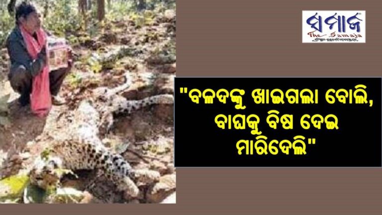 “ବଳଦଙ୍କୁ ଖାଇଗଲା ବୋଲି, ବାଘକୁ ବିଷ ଦେଇ ମାରିଦେଲି”