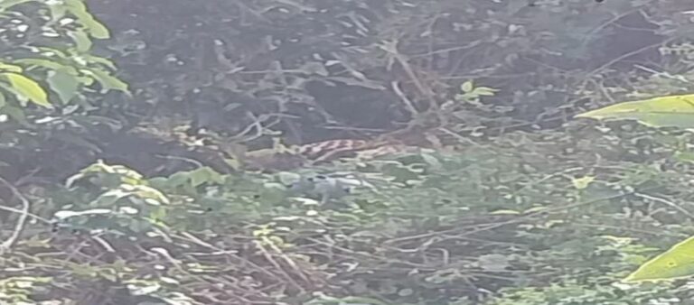 ଶିକାରୀ ଫାଶରେ ପଡିଲା କଲରାପତରିଆ