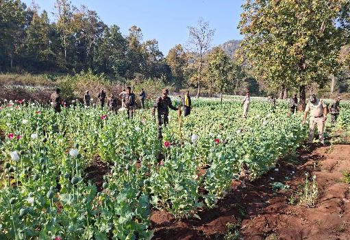 ୩ ଏକର ବେଆଇନ୍ ଅଫିମ ଚାଷ ଧ୍ୱଂସ